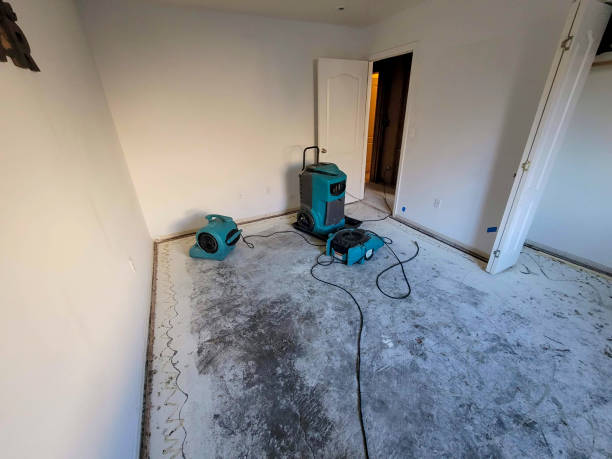 Best Water damage cleanup near me  in Romulus, MI